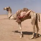 لبيع رحول