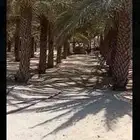 نخل