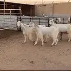 معزا دفيع