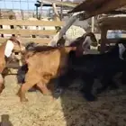 جفار منوة القناي