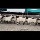 غنم نعيم صنف مراح فاخرة