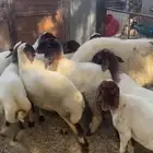 غنم نعيمي
