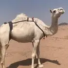 لبيع لقحه وضحى