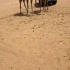 لقحه معها بنتها حيسونيه للبيع