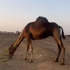 ابل سواحل لقح
