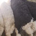 ذبائح تيوس و طليان حريه ونجد