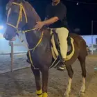 فرس شعبيه مع مهر