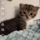 قطة مع عيالها 3