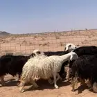 لبيع غنم نجد