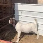 تيس بيور