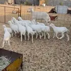 لبيع غنم مراح. رفيد