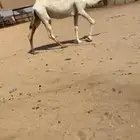 لقحه وضحا