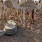 قعدان للبيع
