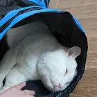 قط ذكر بريطاني للتبني