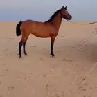 تم البيع