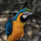 ببغاء مكاو