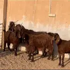 معزا قبرصيات ( تم البيع )