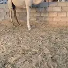 بكره مفروده باتليه