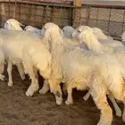 رخال مقاني صنف طيبه