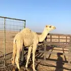 للبيع قعود