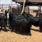 معزاء عوارض صنف مراح واحد نقوه بفحلها