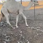 حشو حيران الموقع حائل