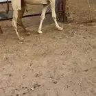 قعود لقي كفو