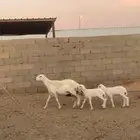 حريه رباع متوم