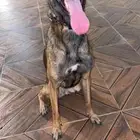 اقوى جراوي مالينو بيور