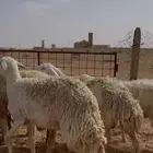 غنم حريات حرش ضريع ودفيع