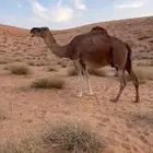 لحقه ملاقي