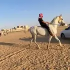 حصان شعبي