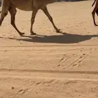 البيع بكره لقحه كفوو