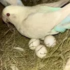 روز