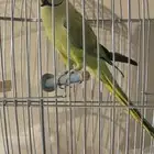 ببغاء الدره