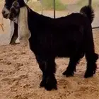 تيس عارضي صنف