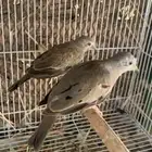 للبيع يمام الضفدع ( كركند )