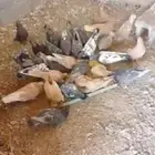 للبيع حمام
