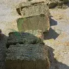 برسيم اسباني مستورد  2