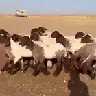 جذعات نعيم فاخره
