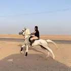 حصان شعبي عمره 5سنوات الحصان سبوق من خيول نجران