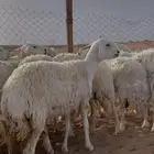 غنم حريات حرش مراح واحد دفيع ومضاريع