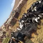 ( تم البيع )معزاء حو مراح واحد
