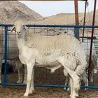 طلي صنف مشروط ضراب وملطيه