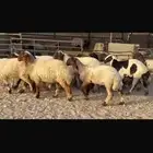 جذعات نعيمي صنف