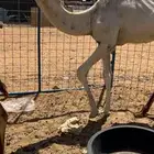قعود طيب