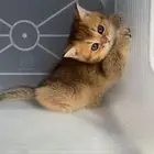 كيتن سكوتش فولد قطط سكوتش ستريت بيور برتش catقطه قطوه قطط