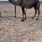 خلفه صفرا رباع