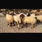 جذعات نعيم صنف