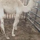 قعدان حشو